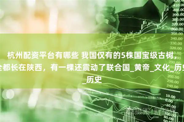 杭州配资平台有哪些 我国仅有的5株国宝级古树，全都长在陕西，有一棵还震动了联合国_黄帝_文化_历史
